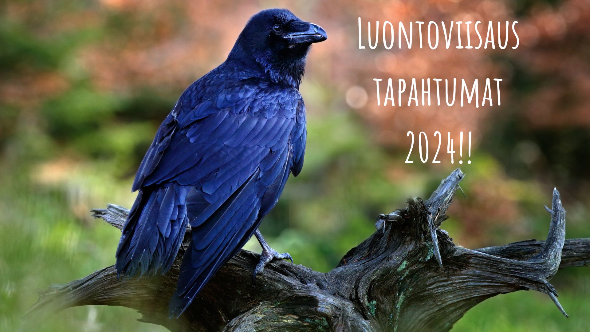 Luontoviisaus tapahtumat 2024